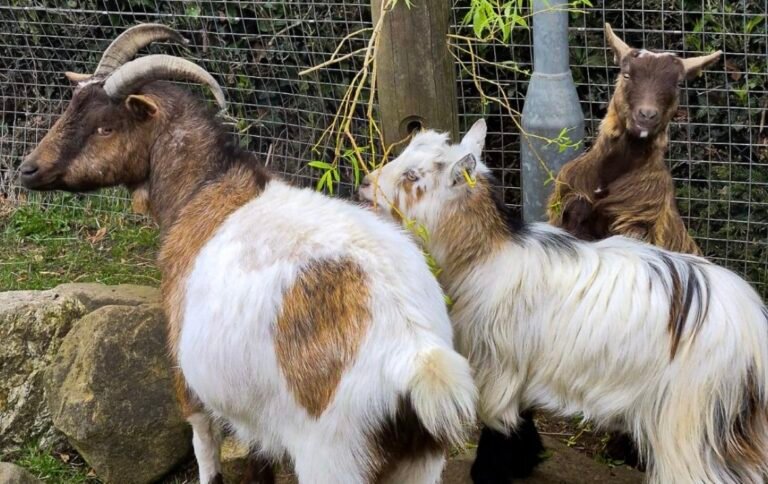 Adoption scheme launched at Queen’s Park Farm to improve animal welfare